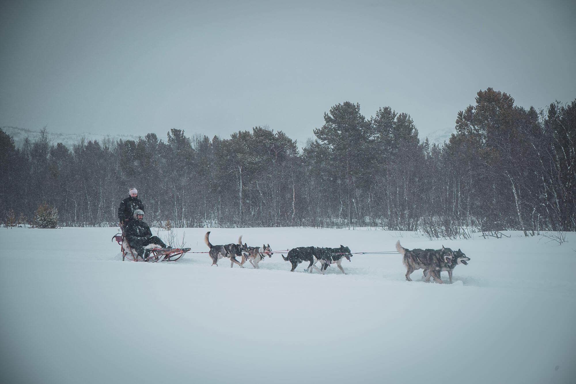Husky team pulling a dogsled