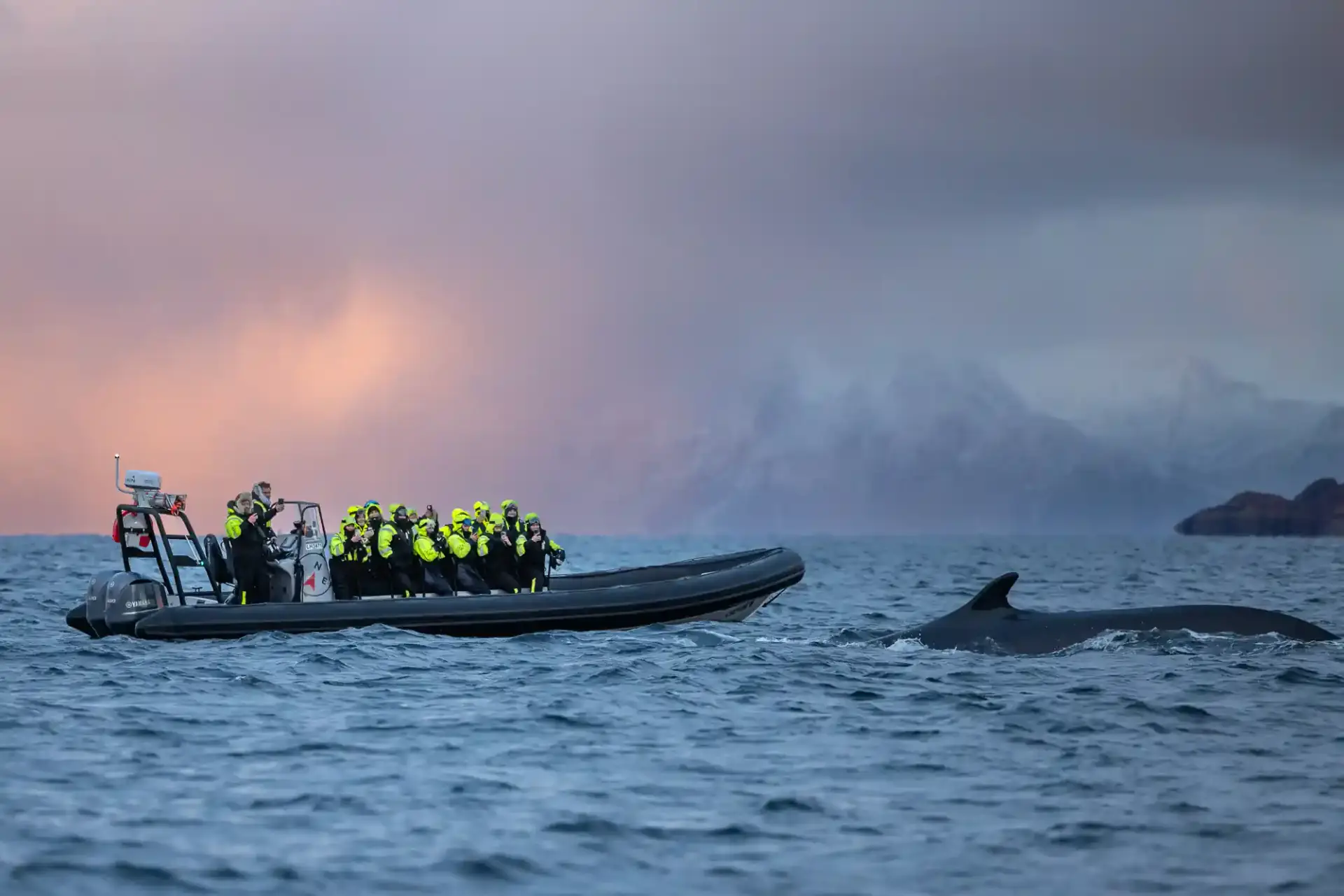 Humpback whale tail breaching the Norwegian fjord